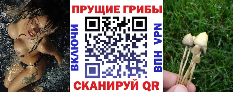 Галлюциногенные грибы Cubensis  Калининград 